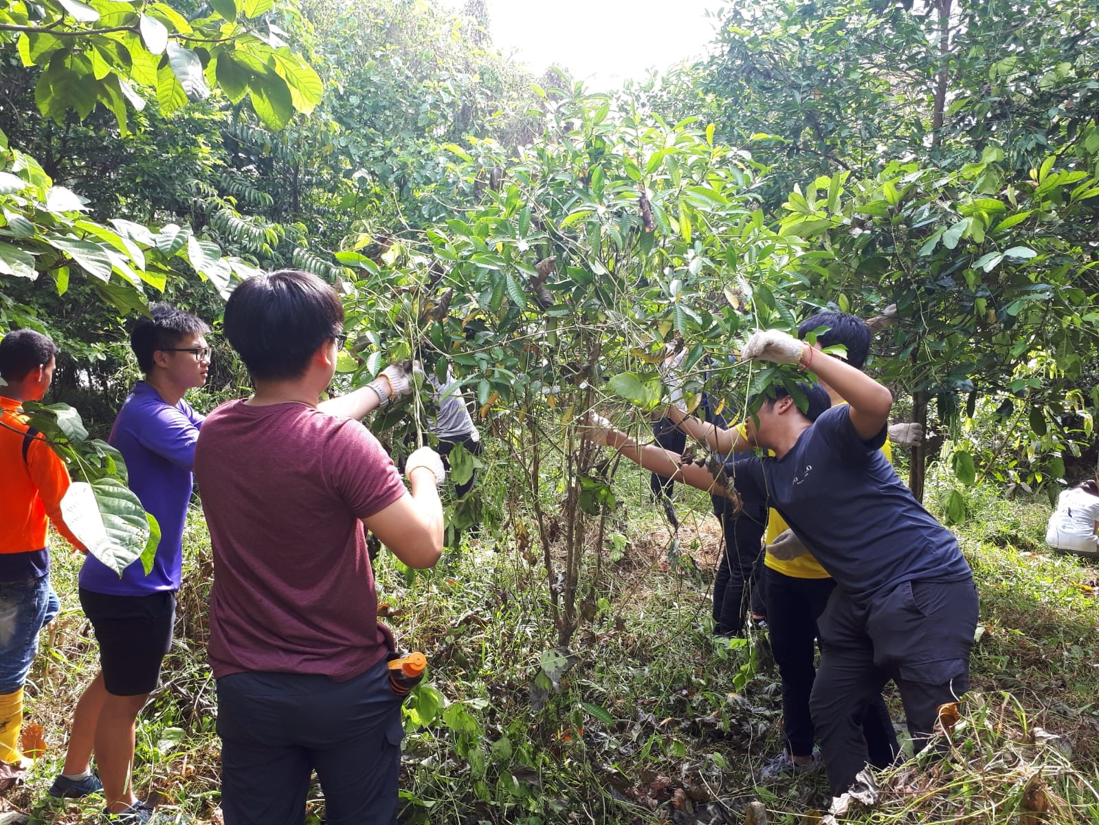 students working together to maintain the forest reserve